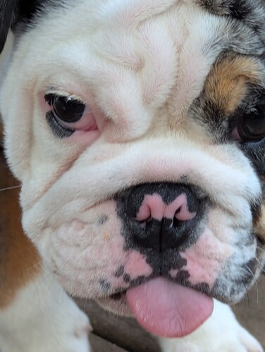 George the Bulldog
